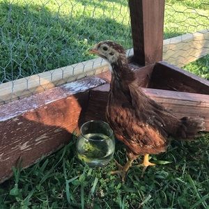 🥰 BOGO SALE BUNDLE TWO TOPS AND GET ONE FREE!